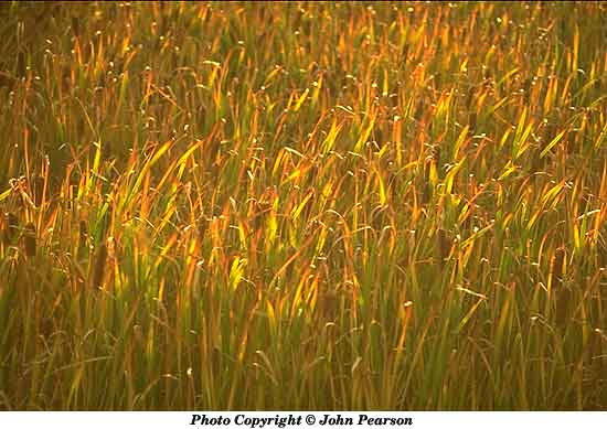 Photo of wheat fields
